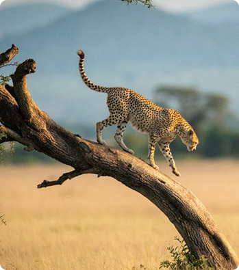 Tanzania 